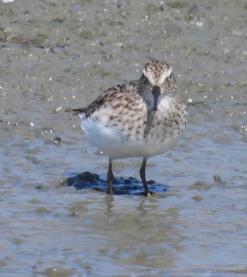 Least Sandpiper - ML617685343