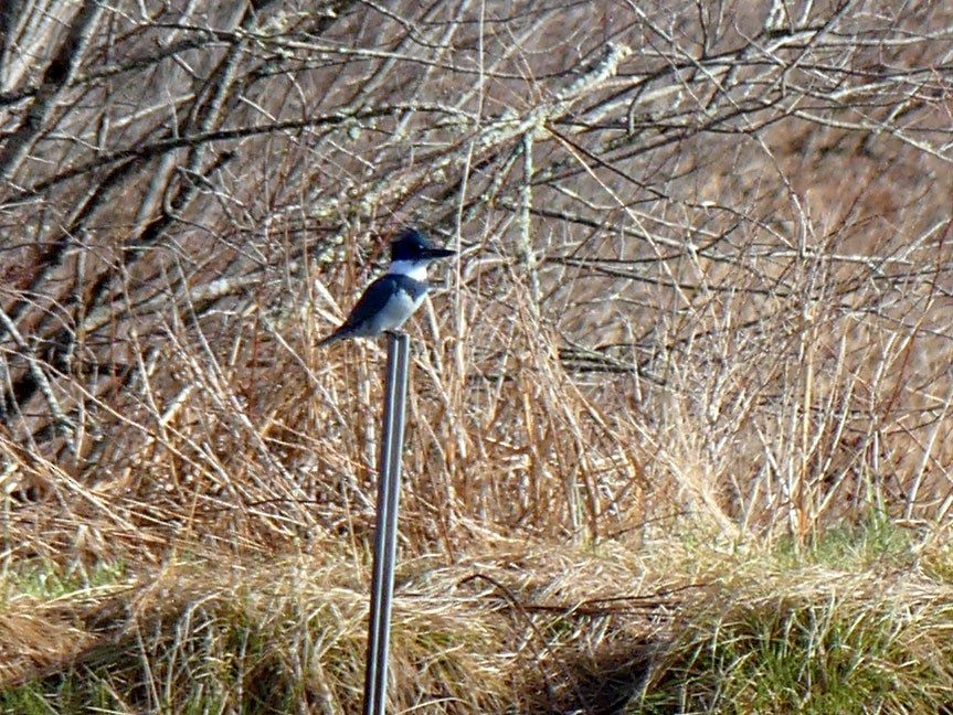 Belted Kingfisher - ML617685381