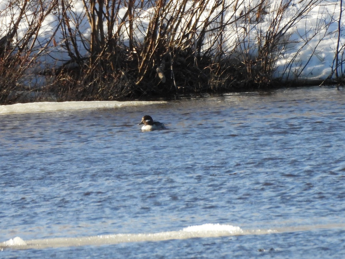 Bufflehead - ML617685415