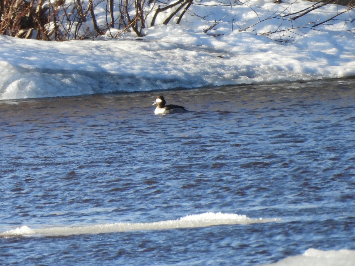 Bufflehead - Manon Côté