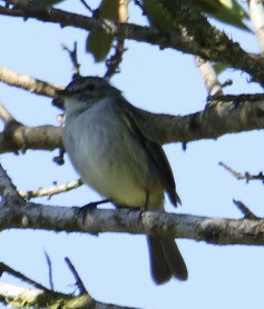 Mistletoe Tyrannulet - ML617685490