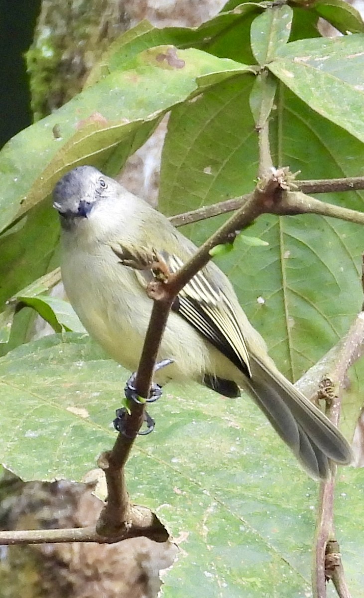 Guianan Tyrannulet - ML617685496