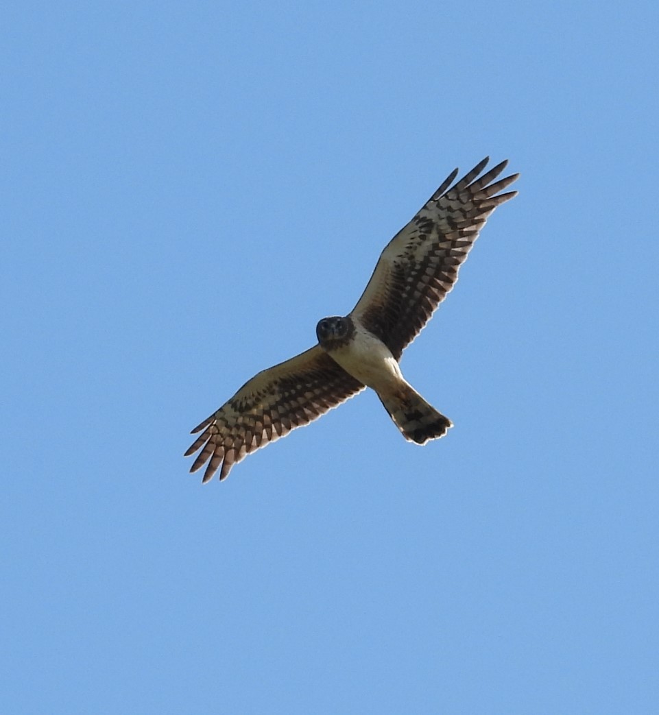 Northern Harrier - Debbie Segal