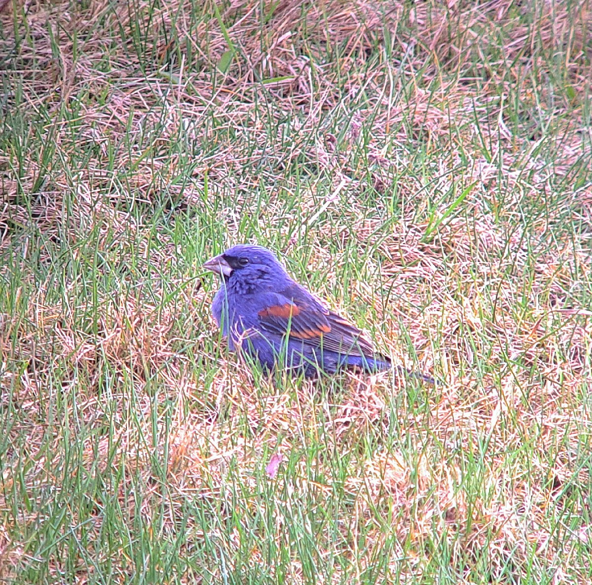 Blue Grosbeak - Sean Hatch