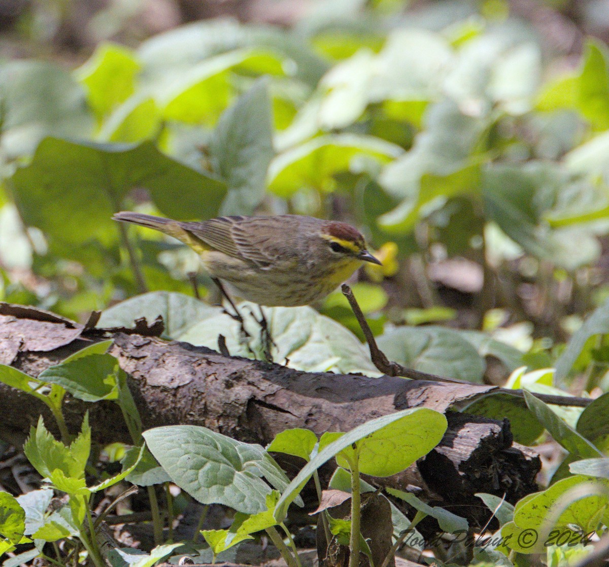 Palm Warbler - ML617685553