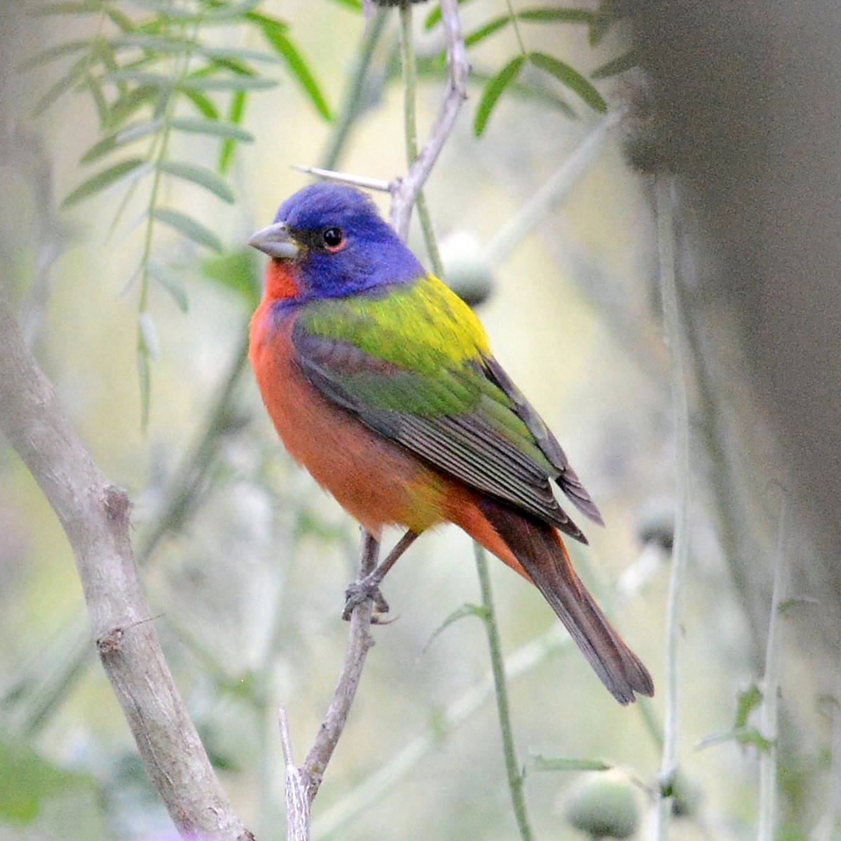 Painted Bunting - T Reed