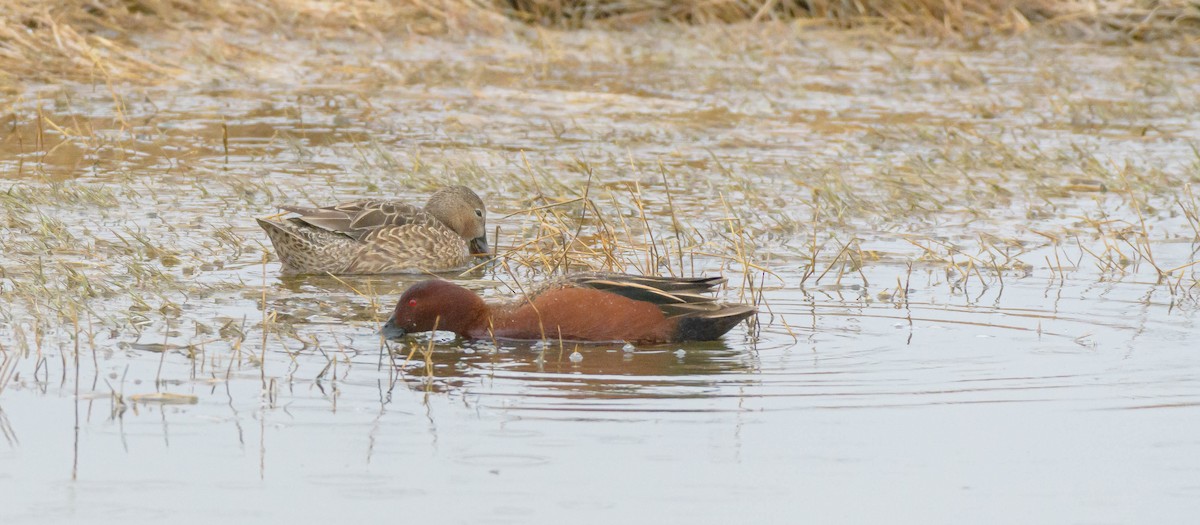 Canard souchet - ML617685578