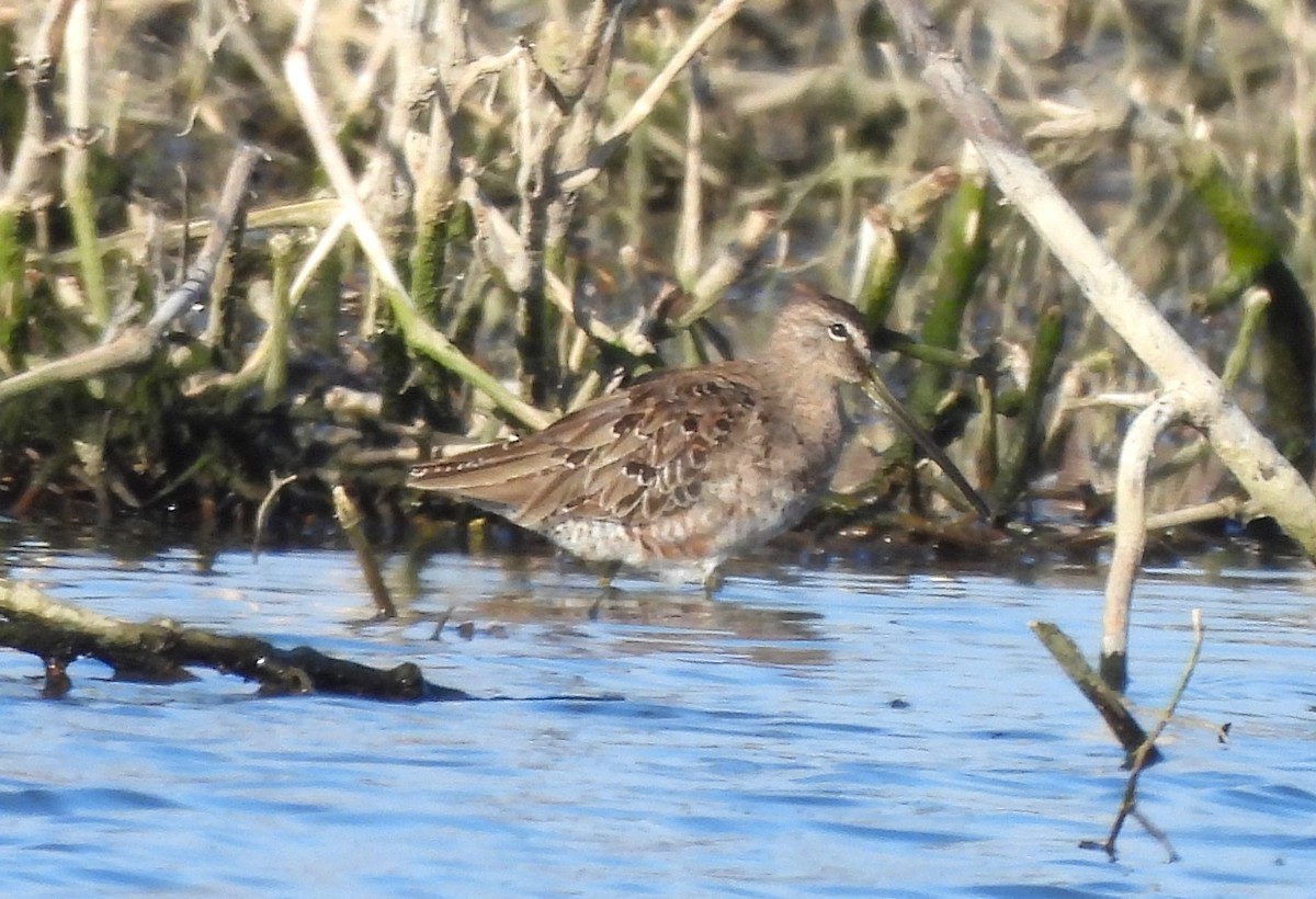 Long-billed Dowitcher - ML617685596