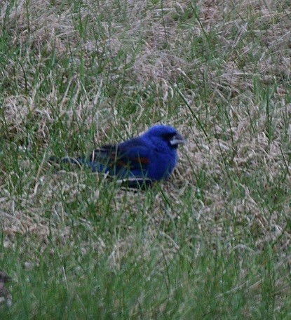 Blue Grosbeak - ML617685612