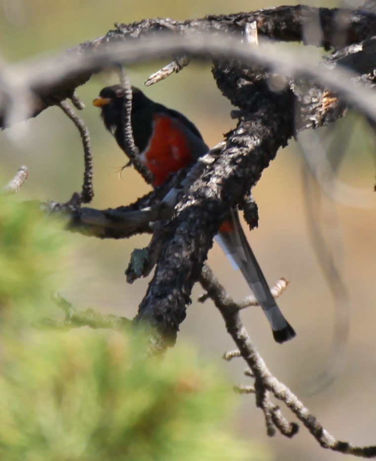 Trogon élégant - ML617685639