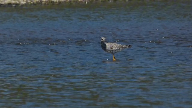 Greater Yellowlegs - ML617685663