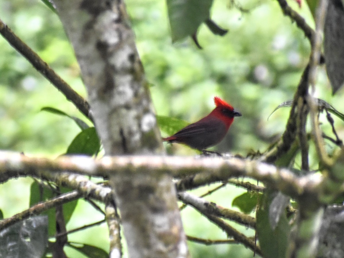 Crested Ant-Tanager - Andres Martinez D