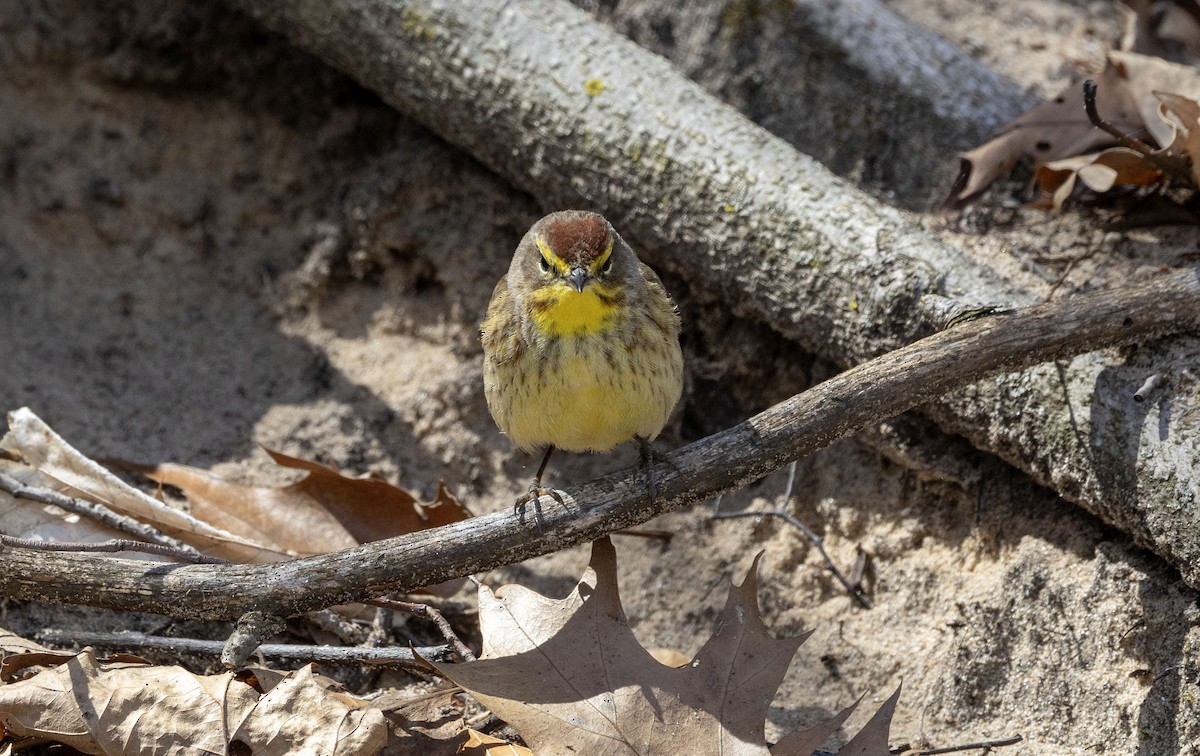 Palm Warbler - ML617685669