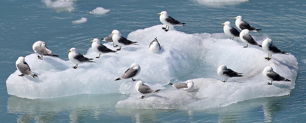 Black-legged Kittiwake - Willet Schraft