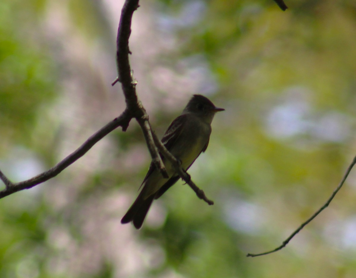 Eastern Wood-Pewee - ML617685846