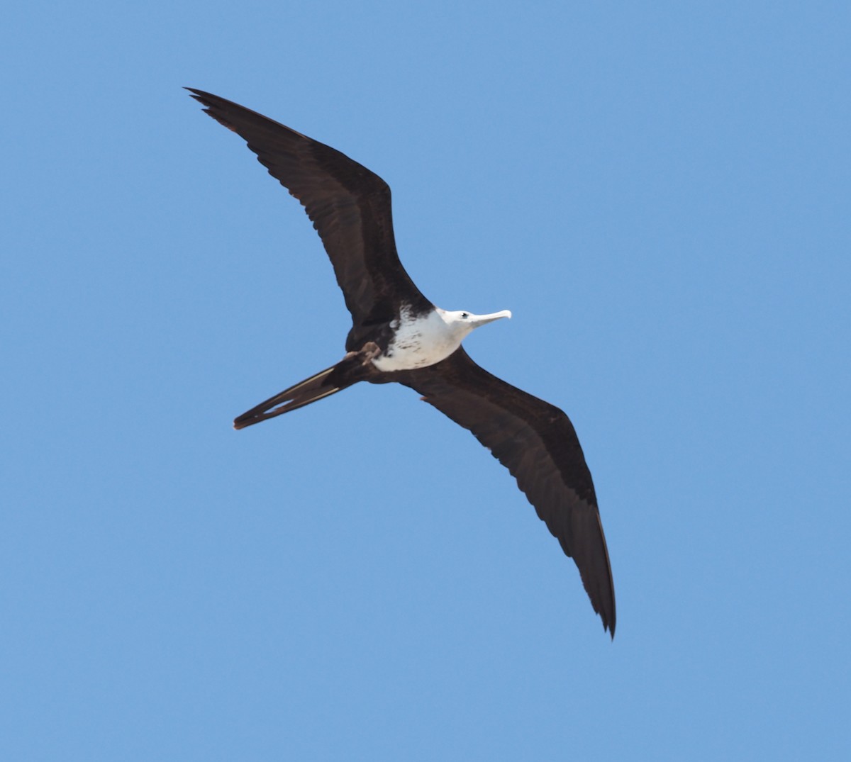 Magnificent Frigatebird - ML617685890