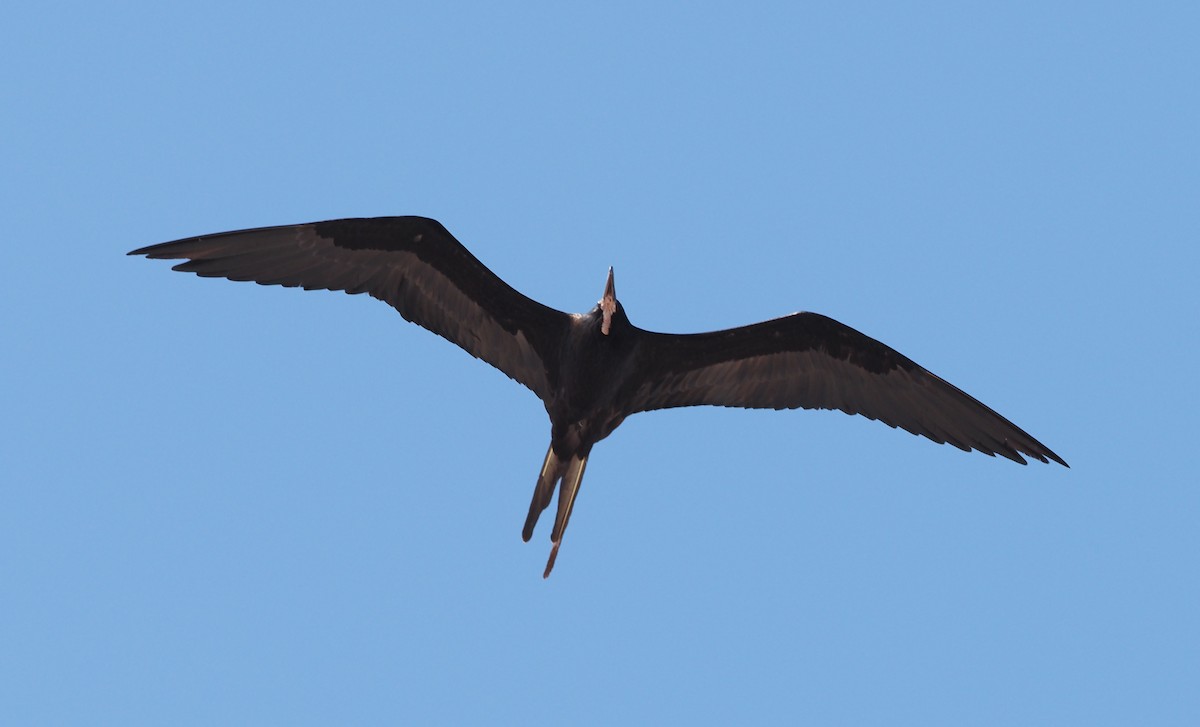 Magnificent Frigatebird - ML617685897