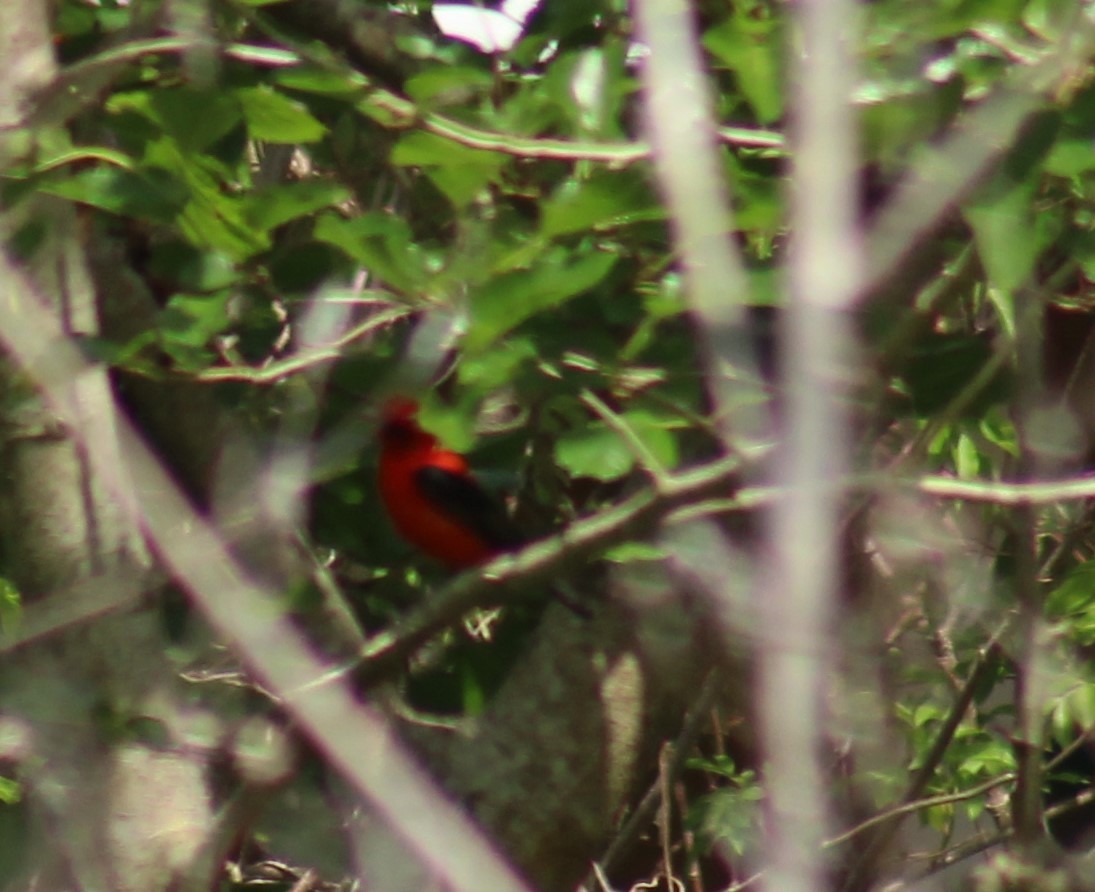 Scarlet Tanager - Mitch Foret