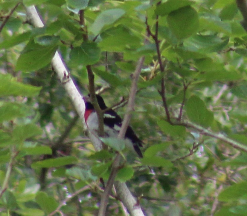 Rose-breasted Grosbeak - ML617685912