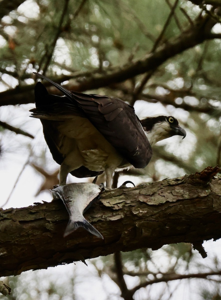 Osprey - George Gagnon