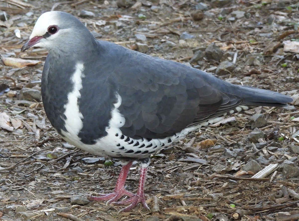 Wonga Pigeon - Maylene McLeod