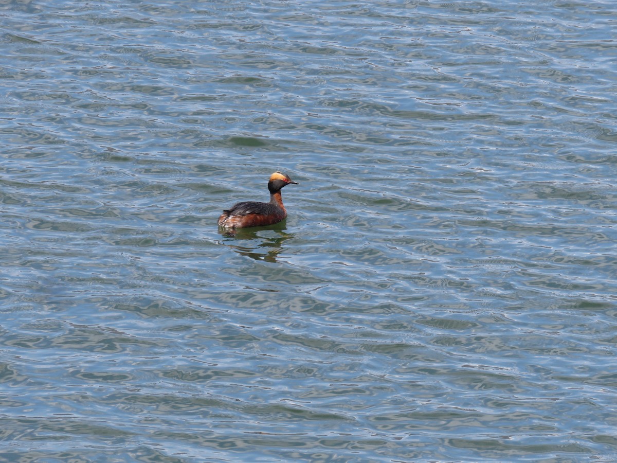 Horned Grebe - ML617685929