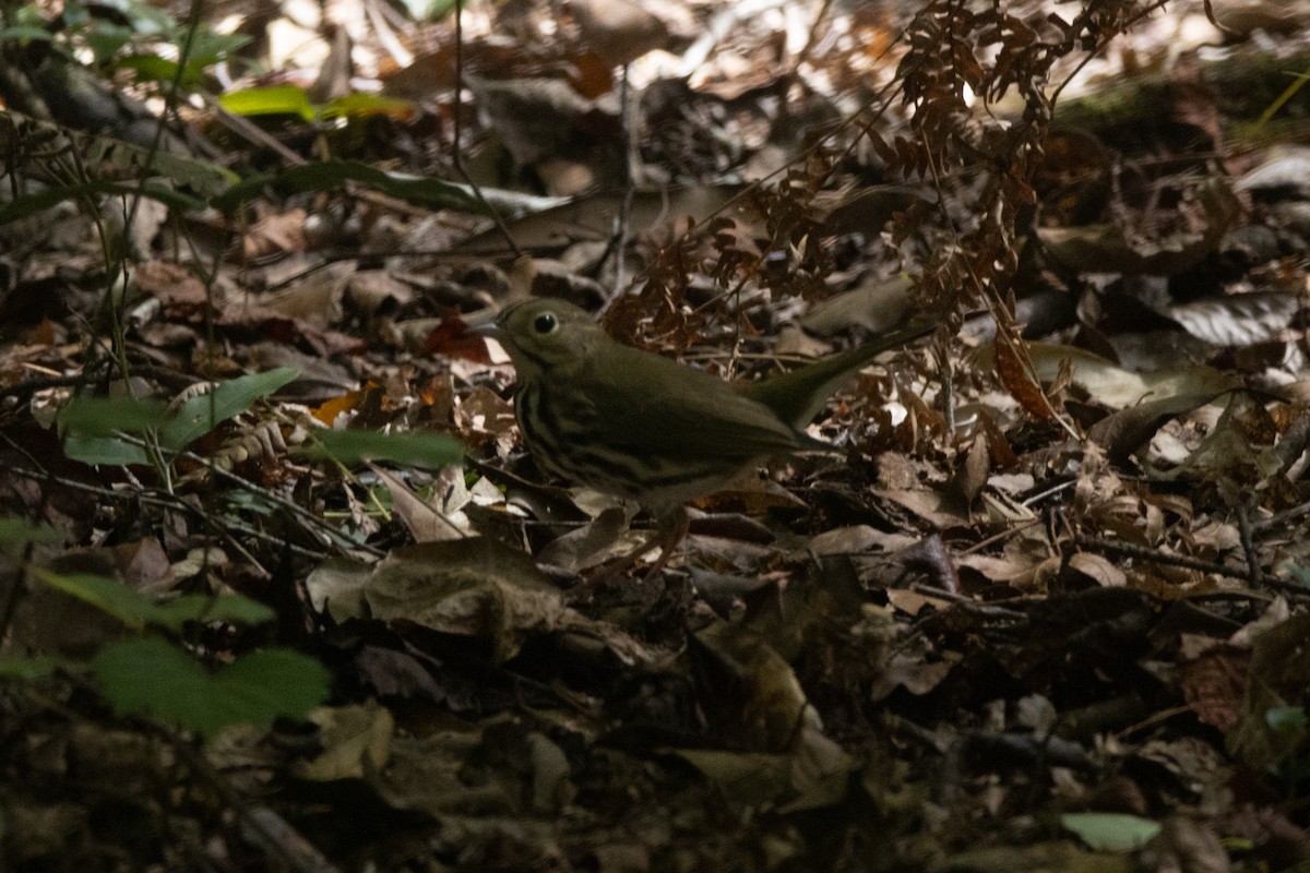 Ovenbird - ML617685944