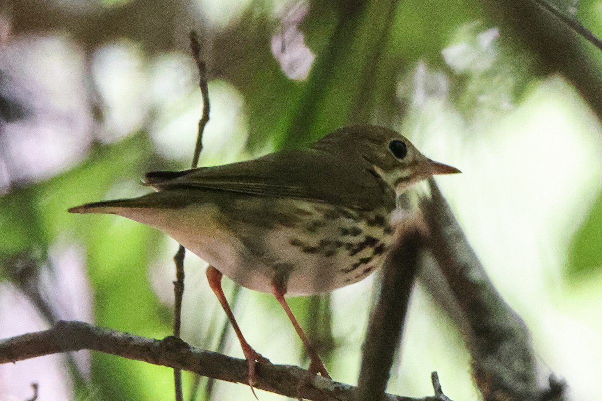 Ovenbird - James Smith