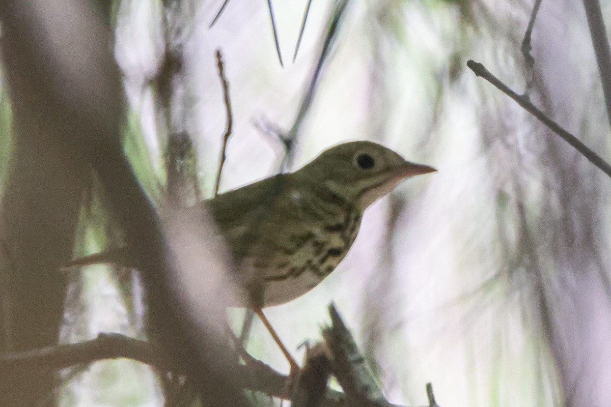 Ovenbird - James Smith