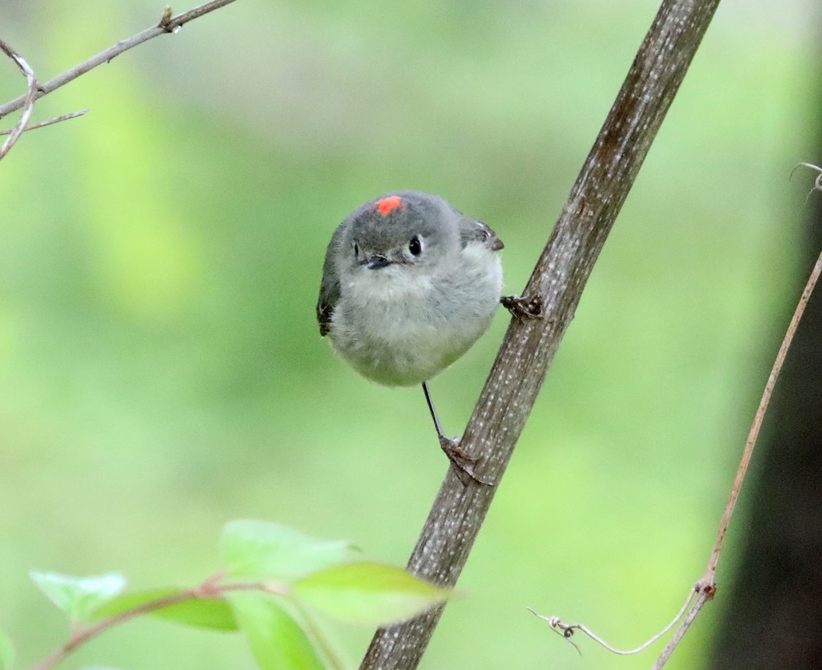 Ruby-crowned Kinglet - ML617685955