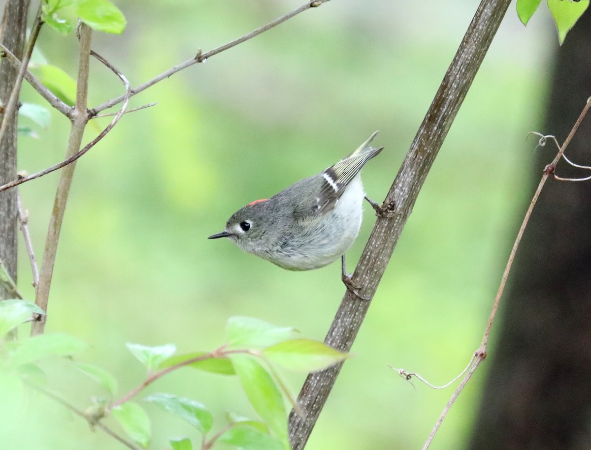 Ruby-crowned Kinglet - ML617685975