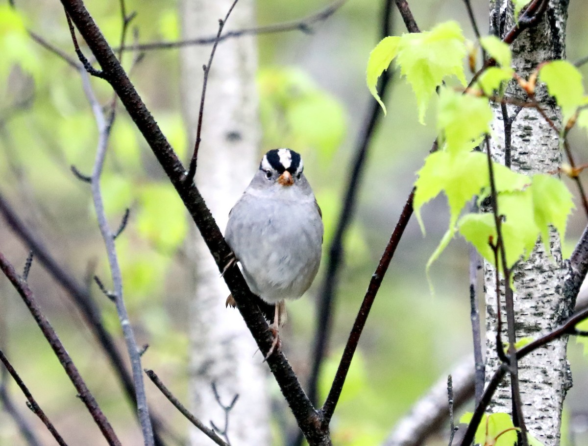 White-crowned Sparrow - ML617686016