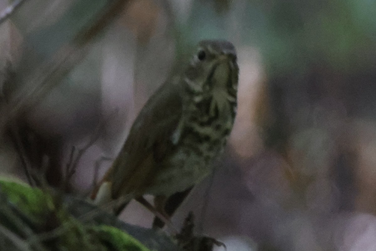 Hermit Thrush - James Smith