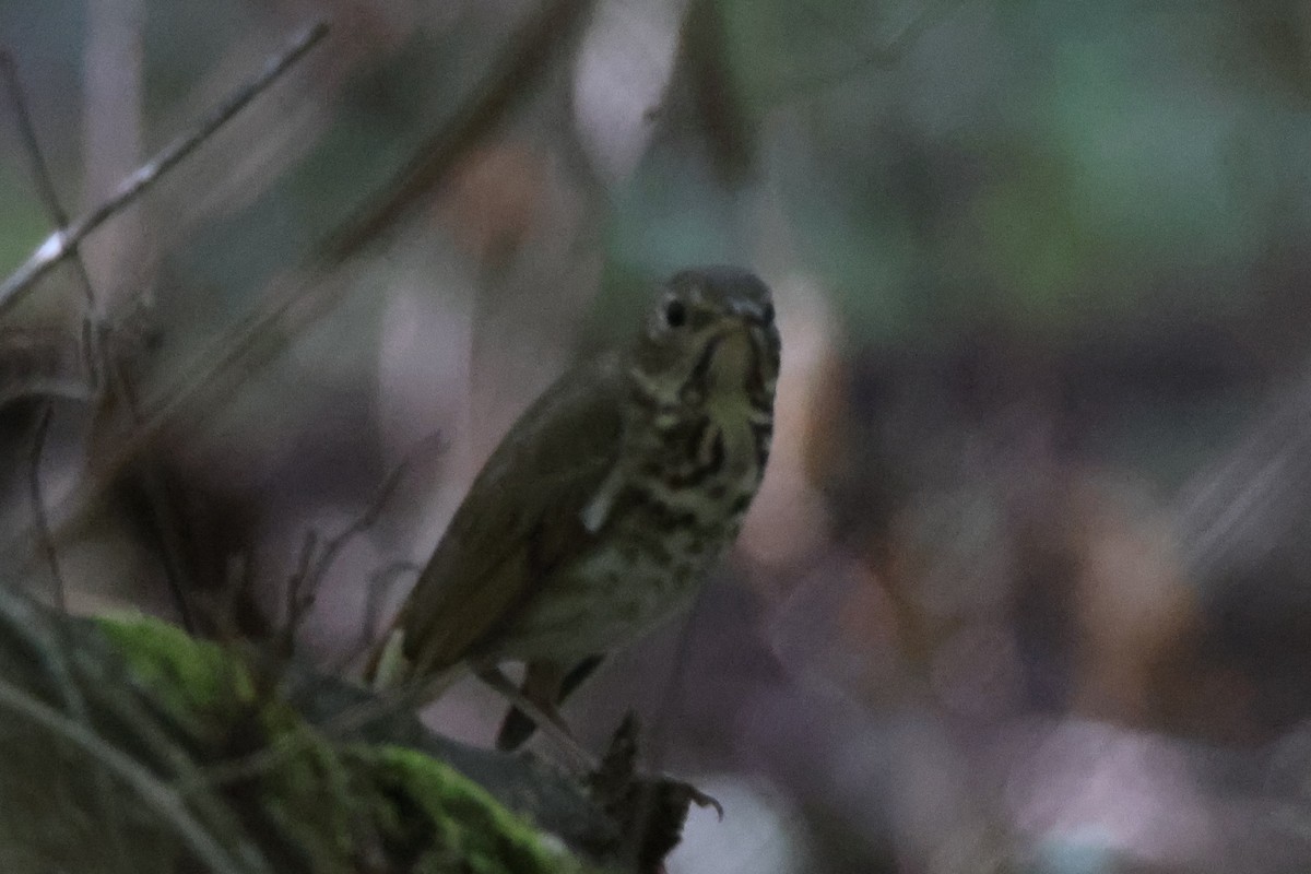 Hermit Thrush - James Smith