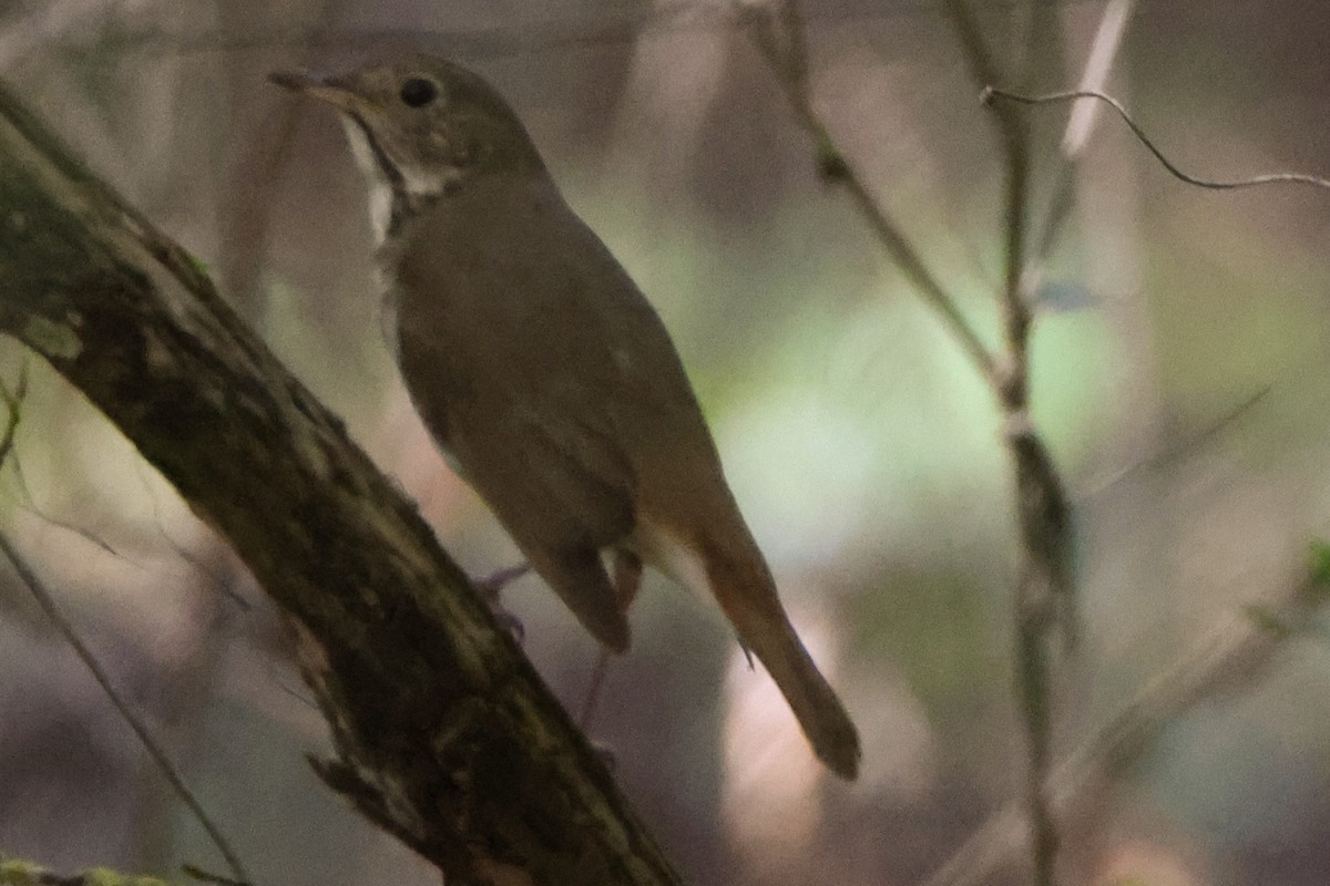 Hermit Thrush - James Smith