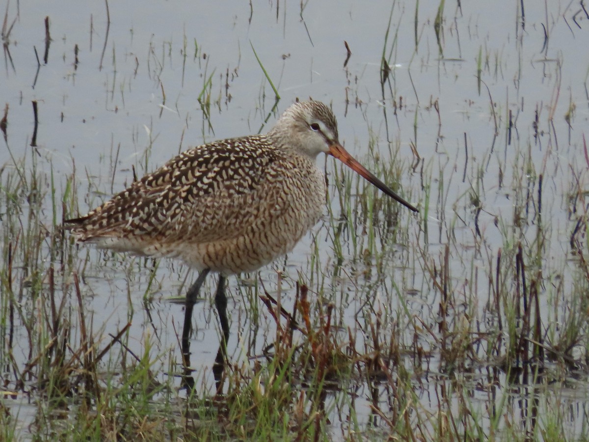 Marbled Godwit - Myron Gerhard