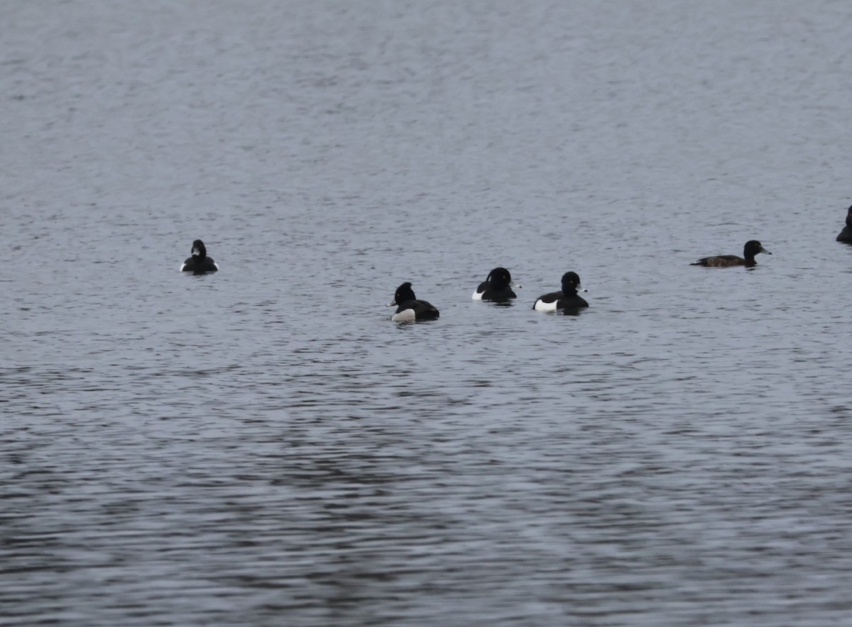 Ring-necked x Tufted Duck (hybrid) - ML617686033