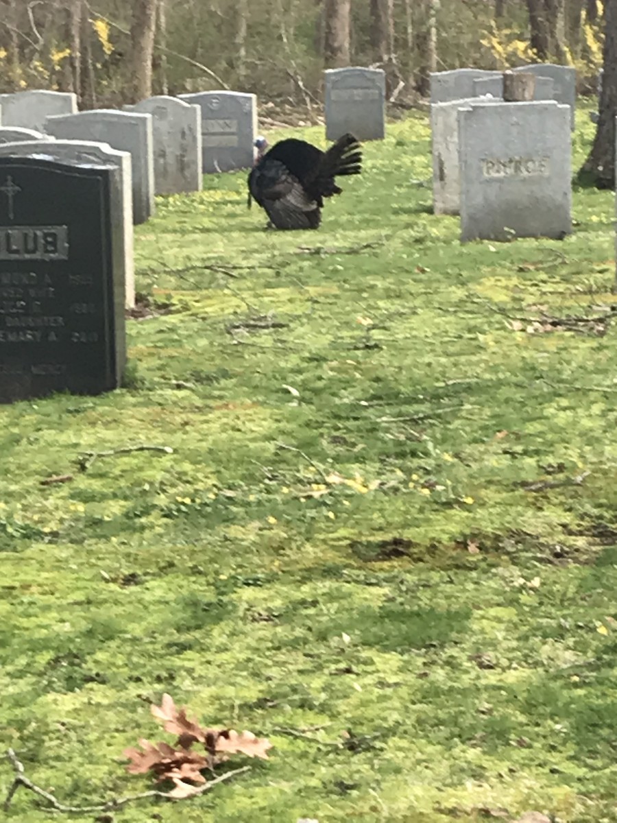 Wild Turkey - ML617686034