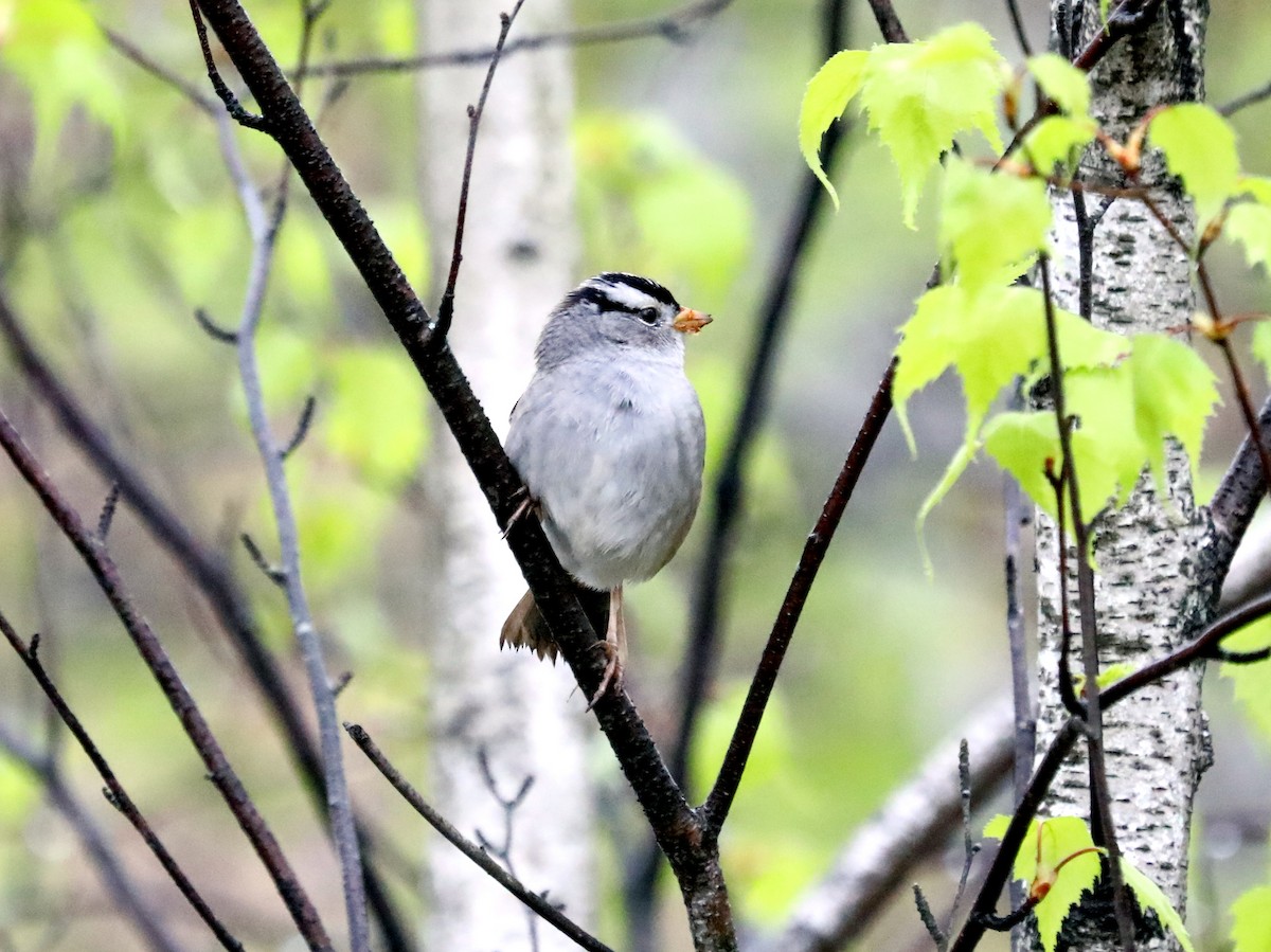 White-crowned Sparrow - ML617686039