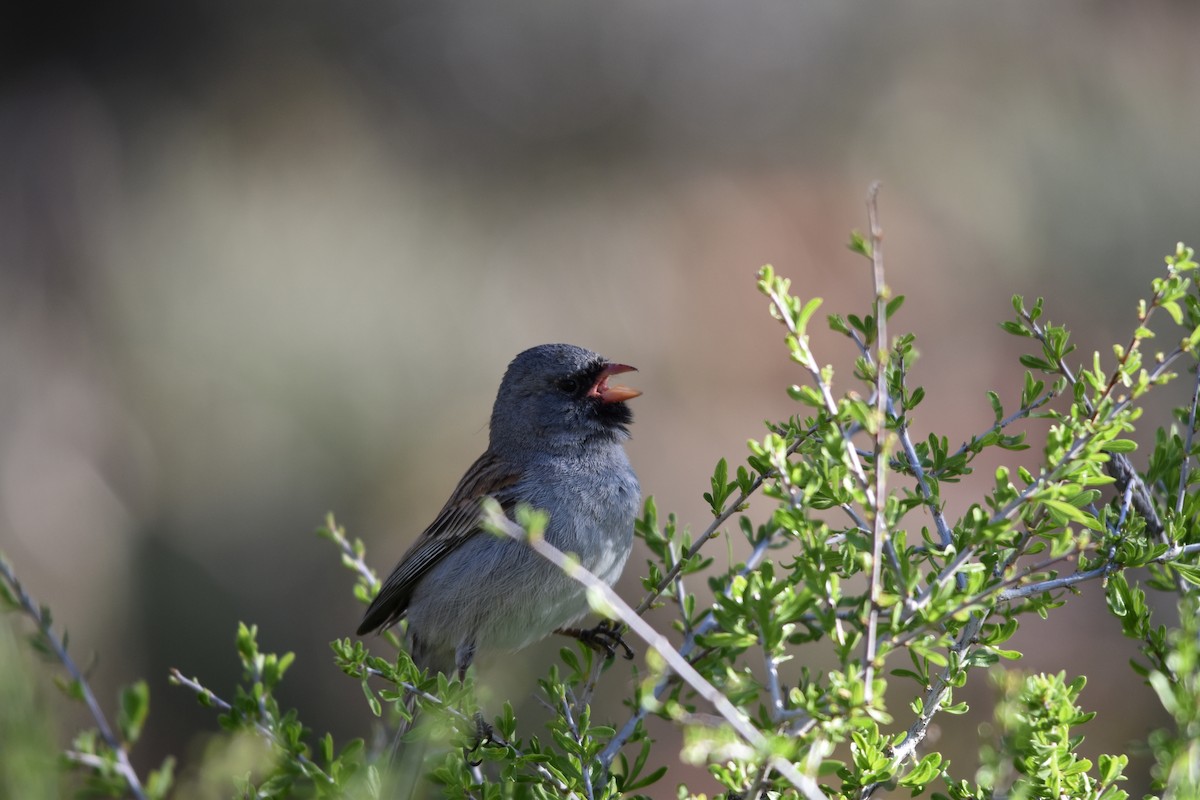 Black-chinned Sparrow - ML617686045