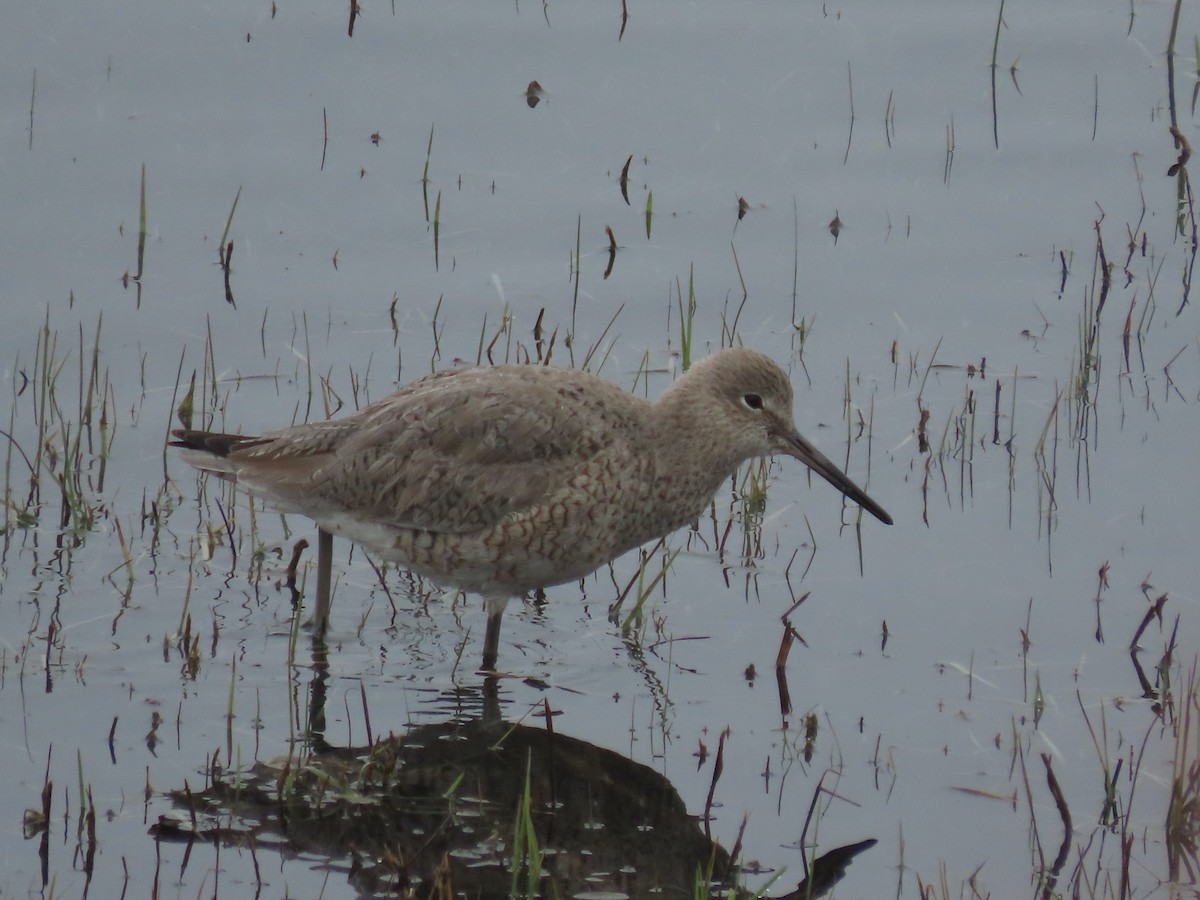 Willet - Myron Gerhard