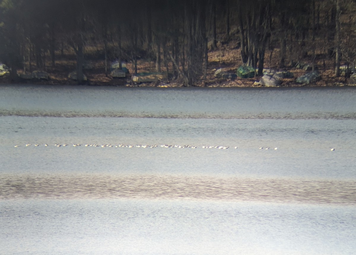 Bonaparte's Gull - ML617686156