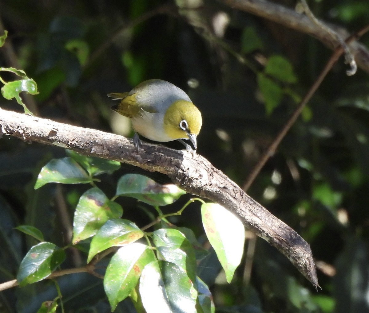 Silvereye - ML617686167