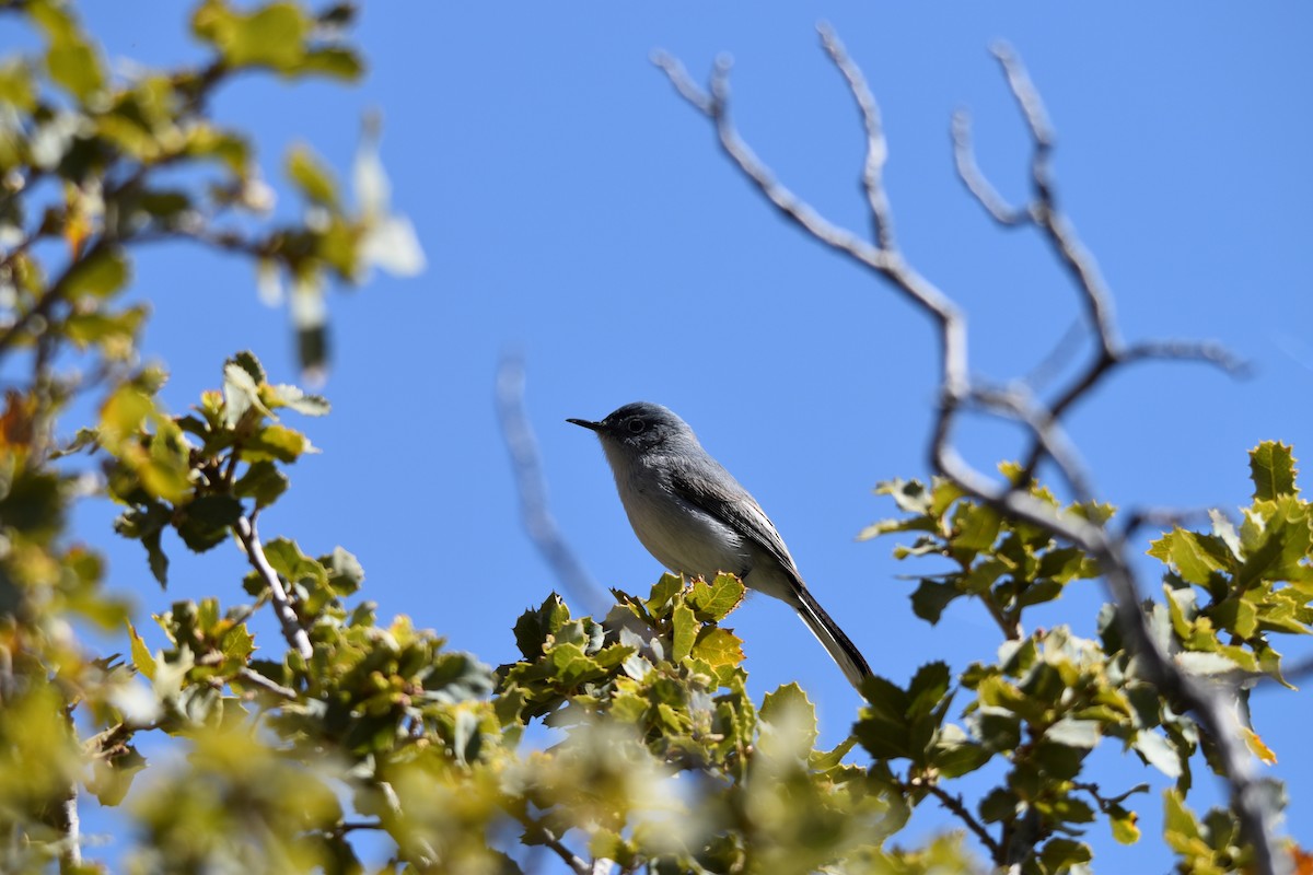 Blue-gray Gnatcatcher - ML617686172