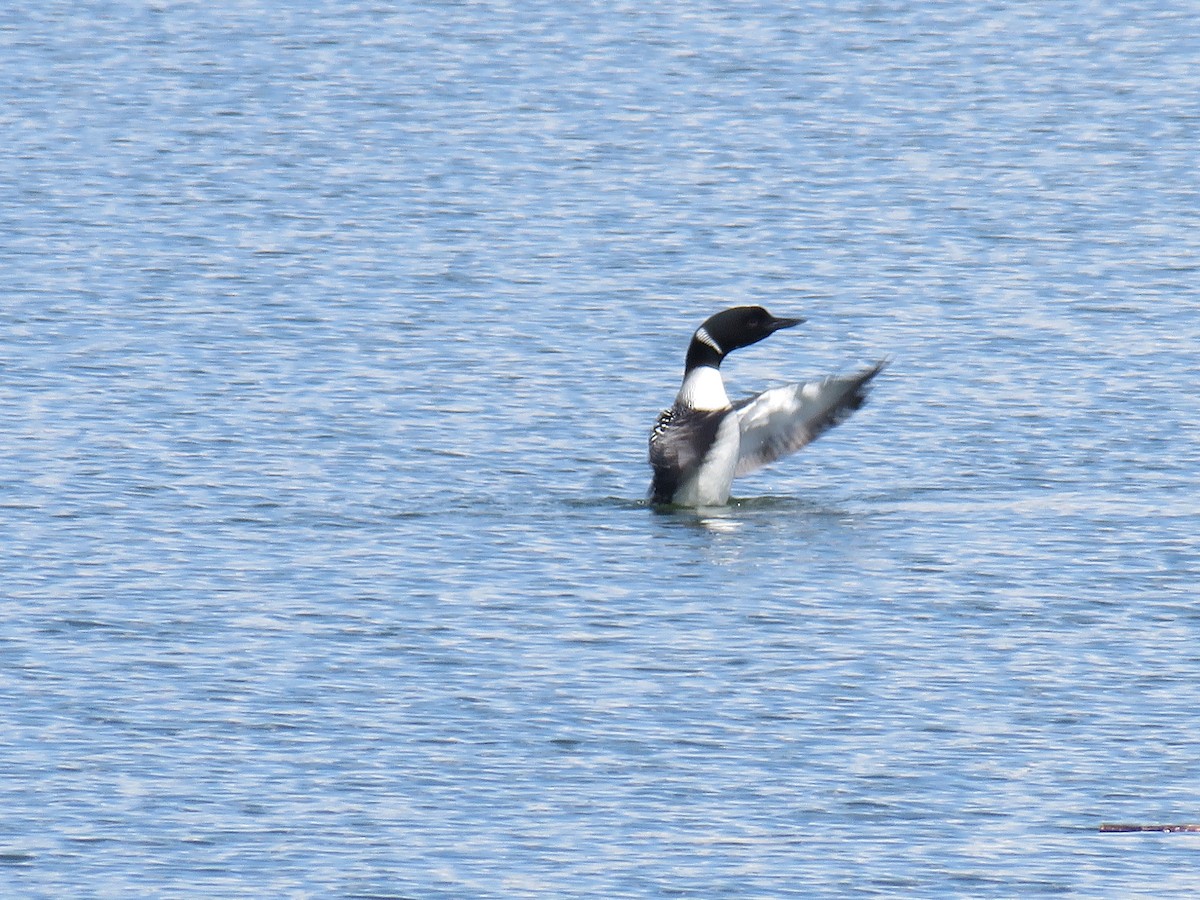 Common Loon - ML617686178