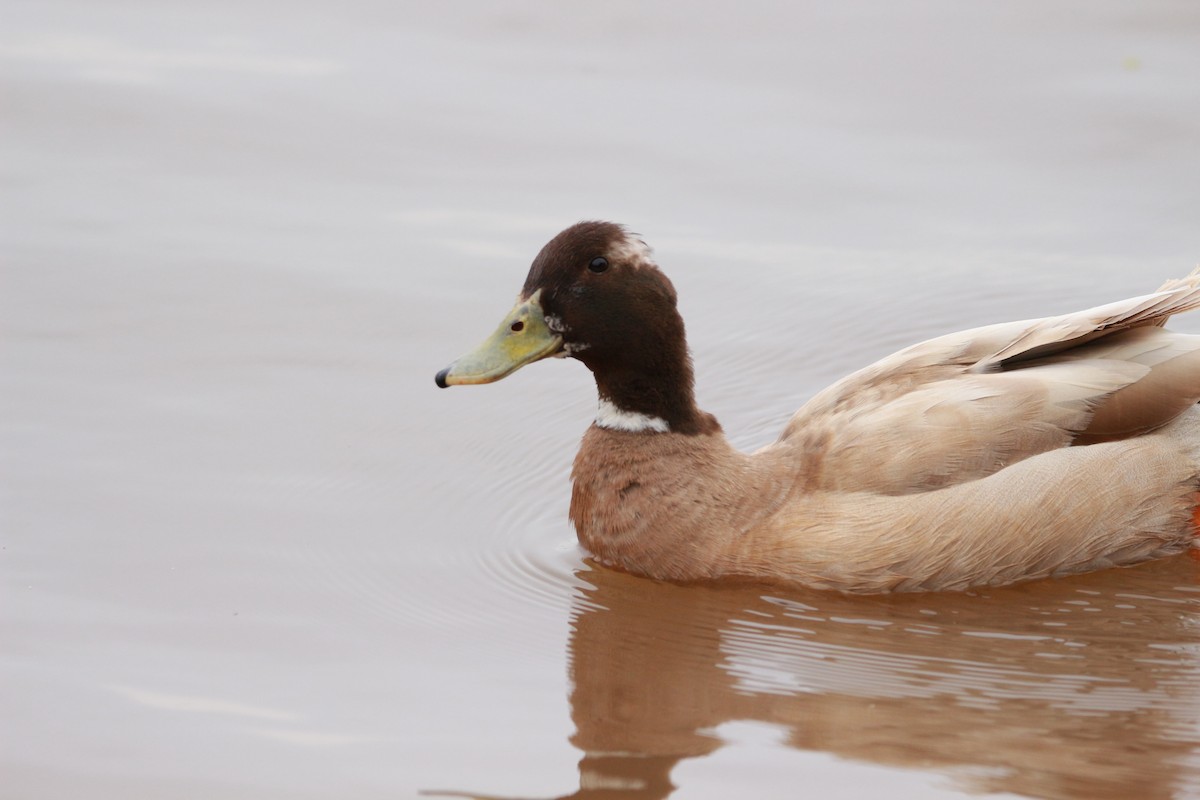 Mallard (Domestic type) - ML617686201