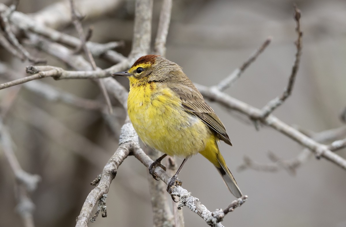 Palm Warbler - Jamie Collins