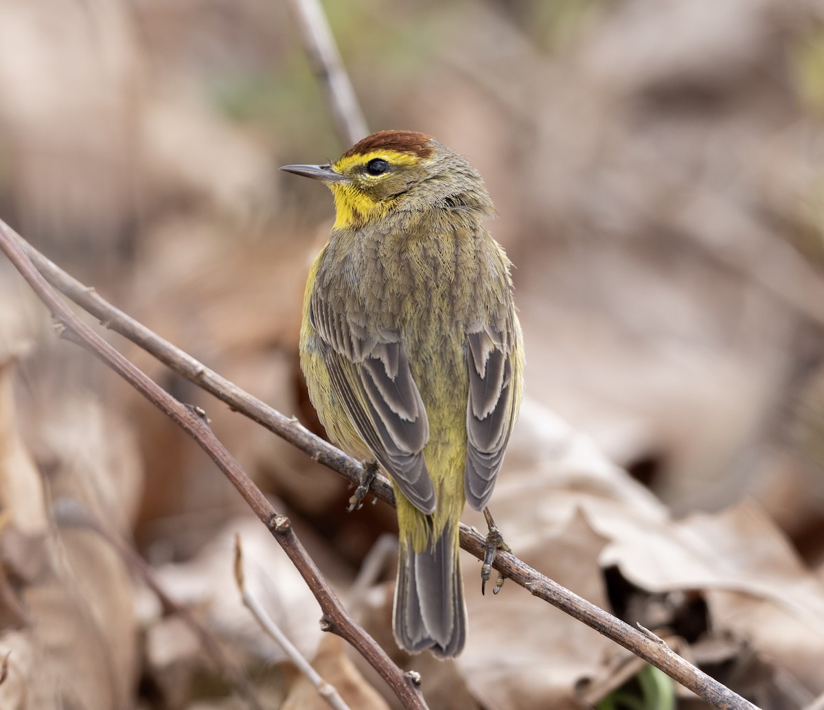 Palm Warbler - Jamie Collins