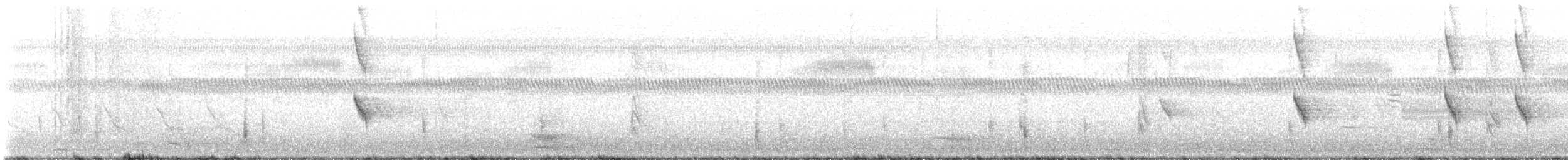 Boat-tailed Grackle (westoni) - ML617686220
