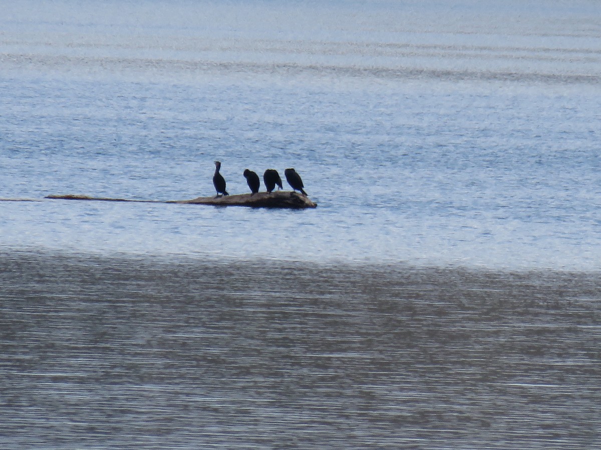 Double-crested Cormorant - ML617686235